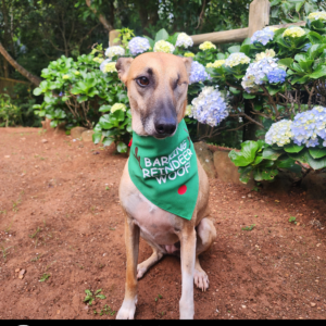 Dog Christmas Bandana - Barking Reindeer Woof!