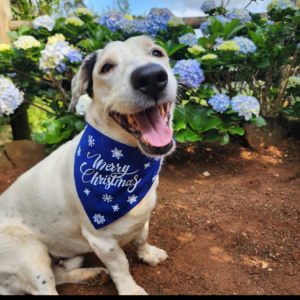 Dog Christmas Bandana - Let it Snow!