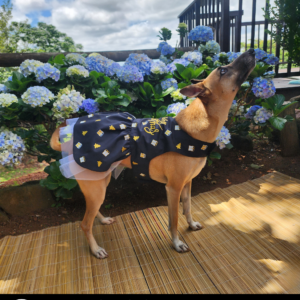 Dog Christmas Reversible Dress - Midnight Magic & Pawty Time