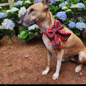 Christmas Dog Sailor Bow Tie - Tartan Red