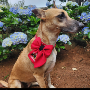 Dog Christmas Sailor Bow Tie - Santa's Little Helper
