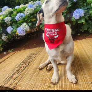 Dog Sports Bandana - Chicago Bulls