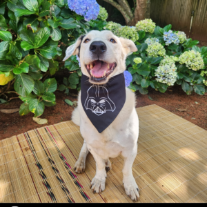 Dog Superhero Bandana - Darth Vader
