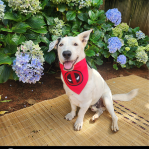 Dog Superhero Bandana - Deadpool