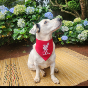 Dog LFC Bandana - LFC