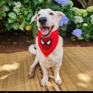 Dog Superhero Bandana - Spiderman