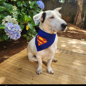 Dog Superhero Bandana - Superman