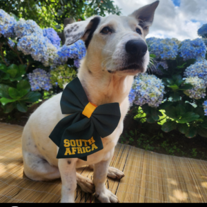 Dog South Africa Sailor Bow Tie - Bokke