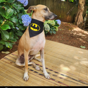 Dog Superhero Bandana - Batman