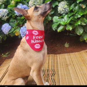 Dog Valentine's Day Bandana - Free Kisses