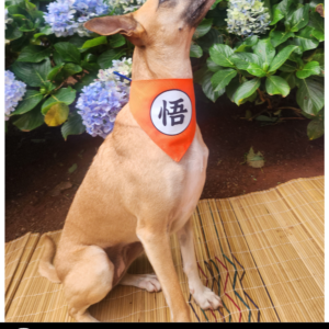 Dog Dragon Ball Z Bandana - Goku Kanji