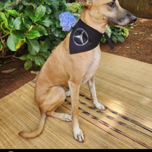 Dog Cars Bandana - Mercedes