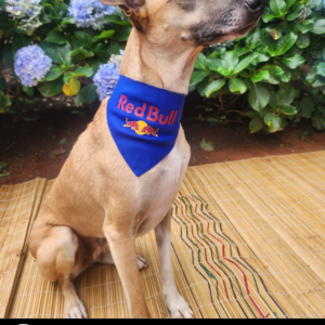 Dog F1 Racing Bandana - Red Bull