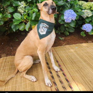 Dog Harry Potter Bandana - Slytherin