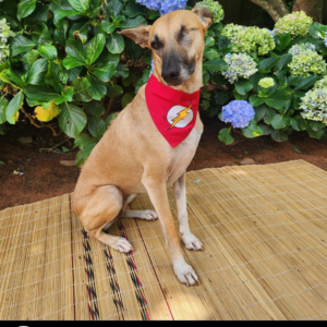 Dog Superhero Bandana - The Flash