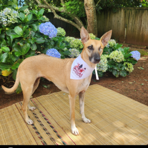 Dog Christmas Bandana - Winter Wonderland Paws