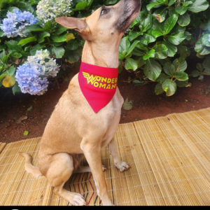 Dog Superhero Bandana - Wonder Woman
