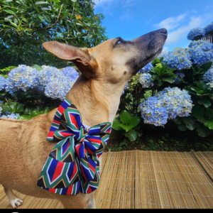 Dog South Africa Sailor Bow Tie - South African Flag