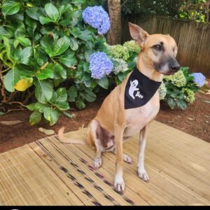 Dog Halloween "glow in the dark" Bandana - Ghost