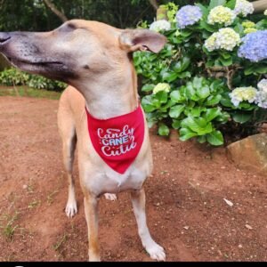 Dog Christmas Bandana - Candy Cane Cutie