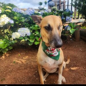 Dog Christmas Bandana - Santa's Sleigh