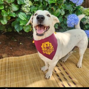 Dog Harry Potter Bandana - Gryffindor