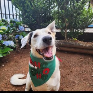 Dog Christmas Bandana - The Grinche