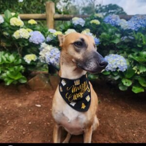 Dog Christmas Bandana - Midnight Magic