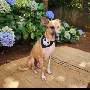 Dog Halloween "glow in the dark" Bandana - Nightmare Before Christmas