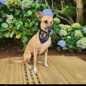 Dog Soccer Bandana - Orlando Pirates