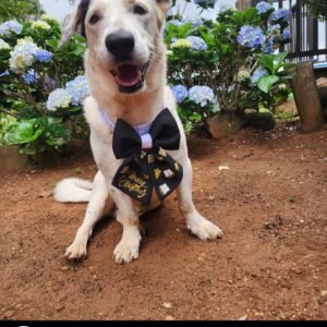 Dog Christmas Sailor Bow Tie - Midnight Magic