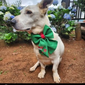 Dog Christmas Sailor Bow Tie - The Grinche