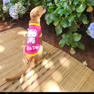 Dog Cartoon T-shirt - Cutie Pie