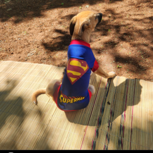 Dog Superhero T-shirt - Superman